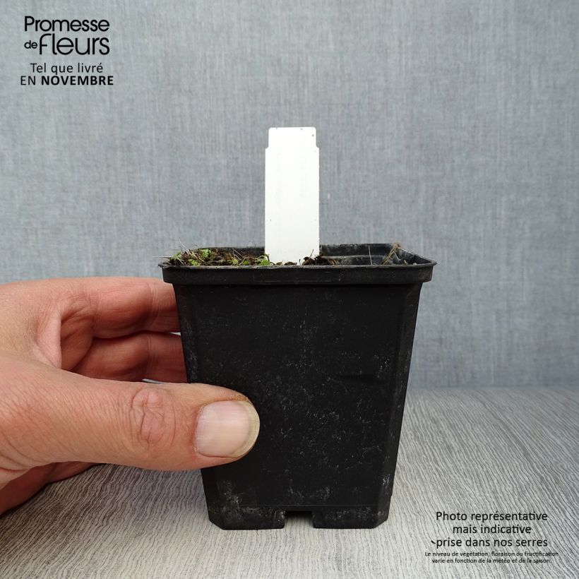 Amostra de Aconitum napellus Rubellum Vaso de 8/9 cm tal como entregue no outono