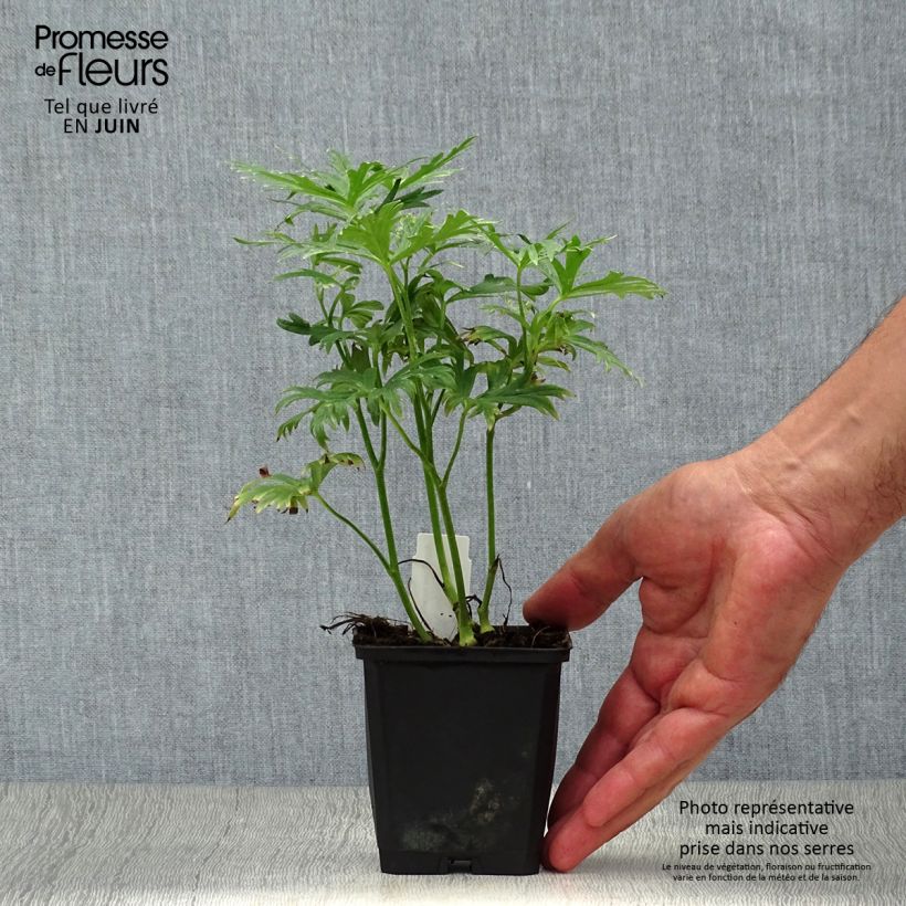 Amostra de Aconitum napellus Rubellum Vaso de 8/9 cm tal como entregue no verão