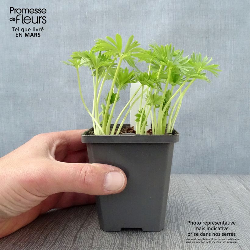 Amostra de Aconitum napellus Album Vaso de 8/9 cm tal como entregue na primavera