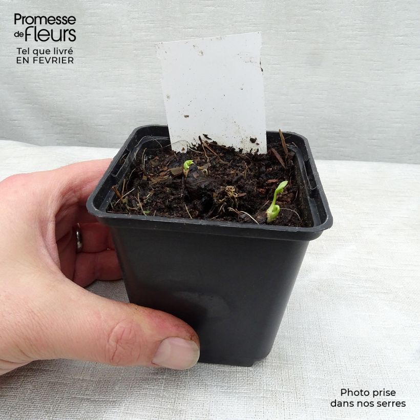 Amostra de Aconitum napellus subsp. napellus Schneewittchen Vaso de 8/9 cm tal como entregue no inverno