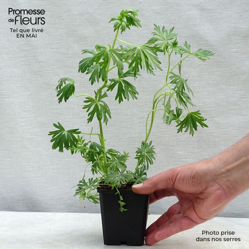 Amostra de Aconitum napellus subsp. napellus Schneewittchen Vaso de 8/9 cm tal como entregue na primavera