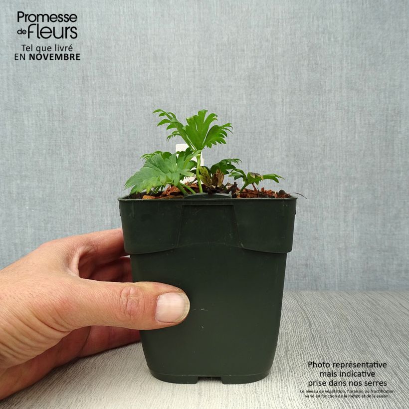 Amostra de Aconitum napellus subsp. napellus Schneewittchen Vaso de 8/9 cm tal como entregue no outono