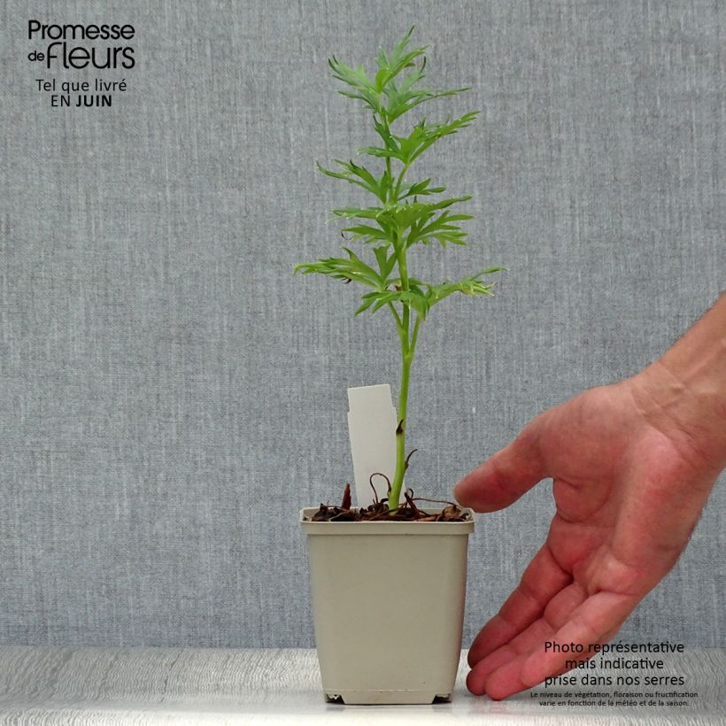 Amostra de Aconitum napellus subsp. napellus Schneewittchen Vaso de 8/9 cm tal como entregue no verão