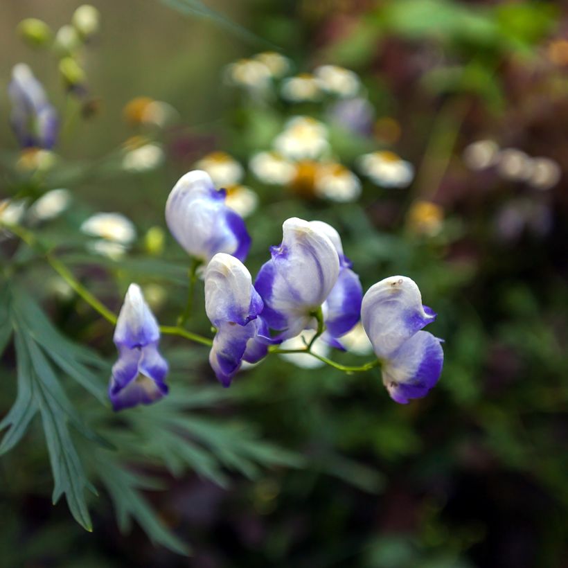 Aconitum cammarum Bicolor (Floração)