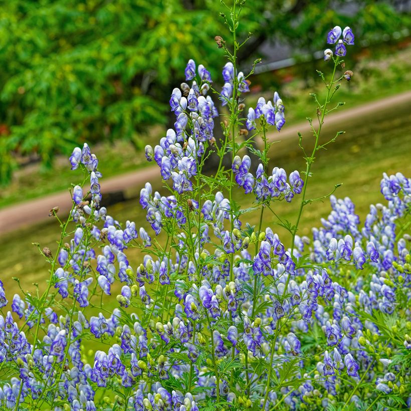 Aconitum cammarum Bicolor (Hábito)