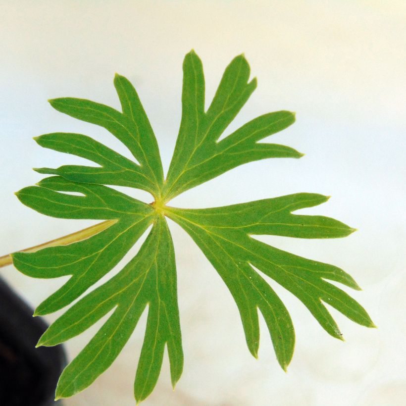 Aconitum Stainless Steel (Folhagem)