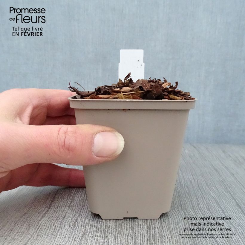 Amostra de Aconit bleu pâle - Aconitum Stainless Steel Godet de 8/9 cm tal como entregue no inverno