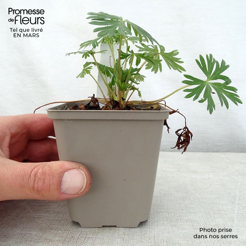 Amostra de Aconitum Stainless Steel Vaso de 8/9 cm tal como entregue na primavera