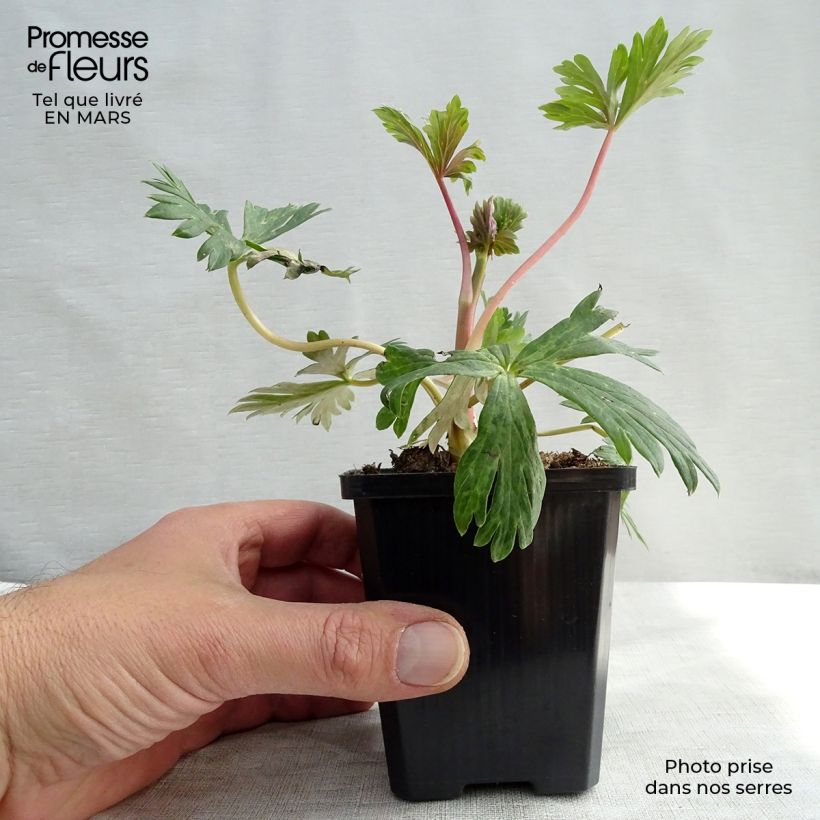 Amostra de Aconitum carmichaelii Arendsii Vaso de 8/9 cm tal como entregue na primavera