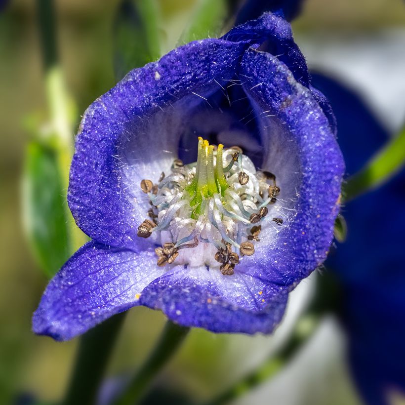 Aconitum carmichaelii Arendsii (Floração)
