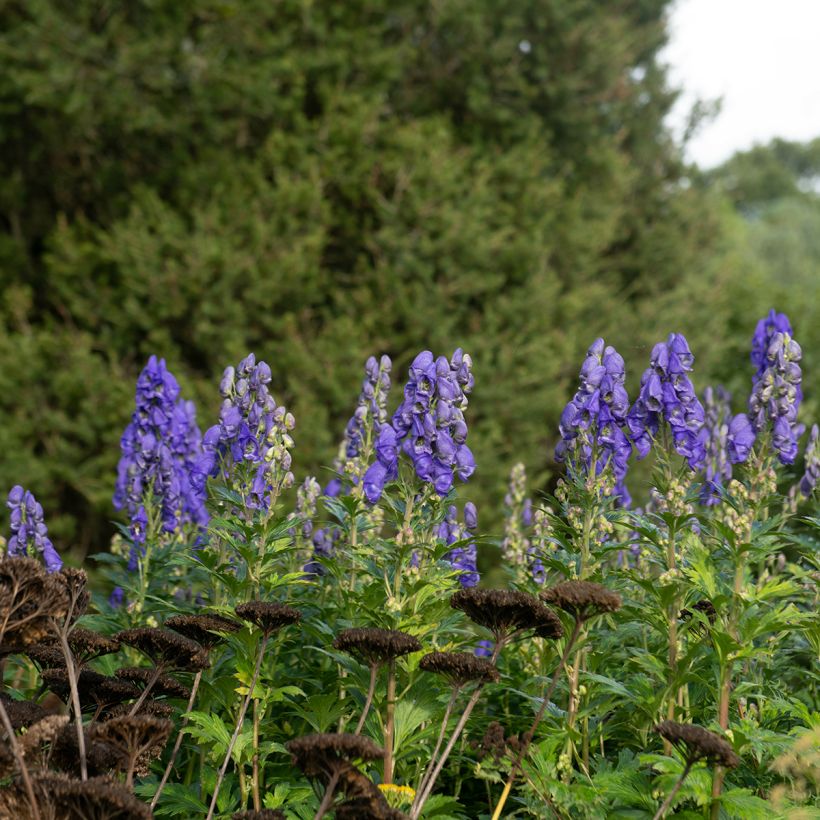 Aconitum carmichaelii Arendsii (Hábito)