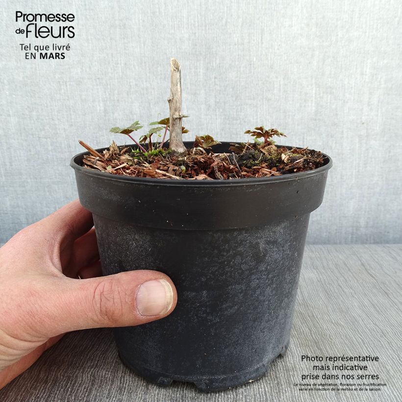 Amostra de Aconit carmichaelii Arendsii - Casque de Jupiter Vaso de 2 L/3 L tal como entregue no inverno