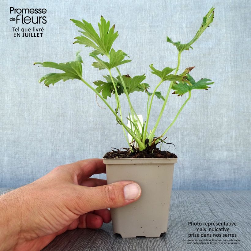 Amostra de Aconitum septentrionale Ivorine Vaso de 8/9 cm tal como entregue no verão