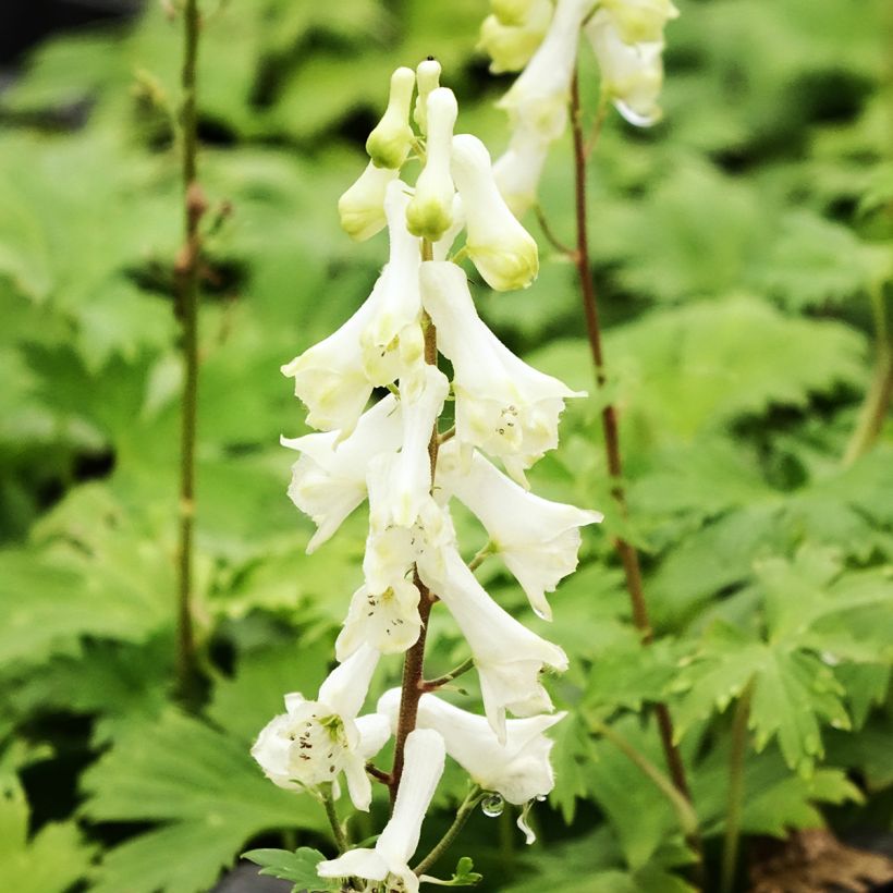 Aconitum septentrionale Ivorine (Floração)