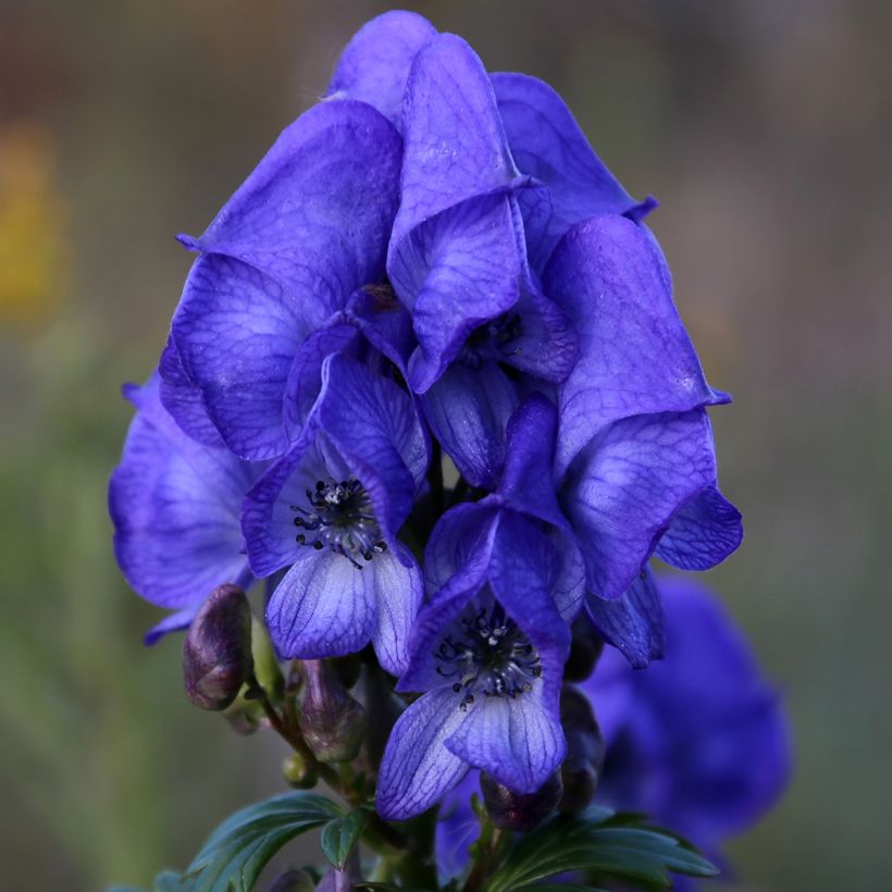 Aconitum fischeri (Floração)