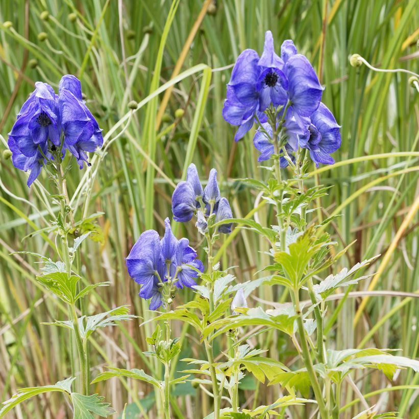 Aconitum fischeri (Hábito)