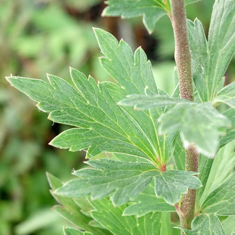 Aconitum fischeri (Folhagem)