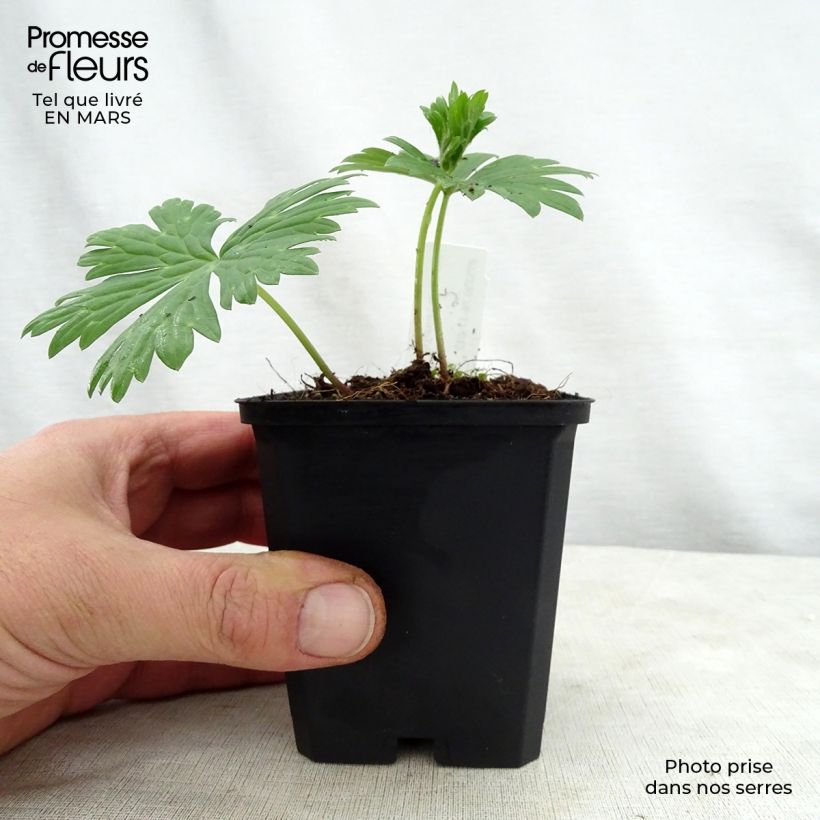 Amostra de Aconitum lamarckii Vaso de 8/9 cm tal como entregue na primavera