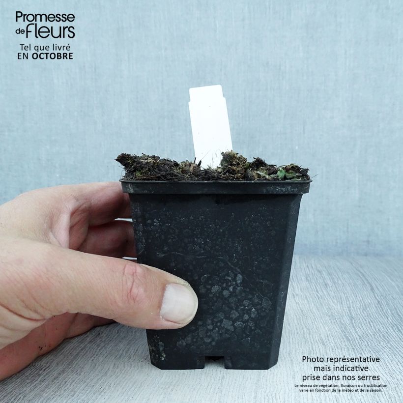 Amostra de Aconitum lamarckii Vaso de 8/9 cm tal como entregue no outono