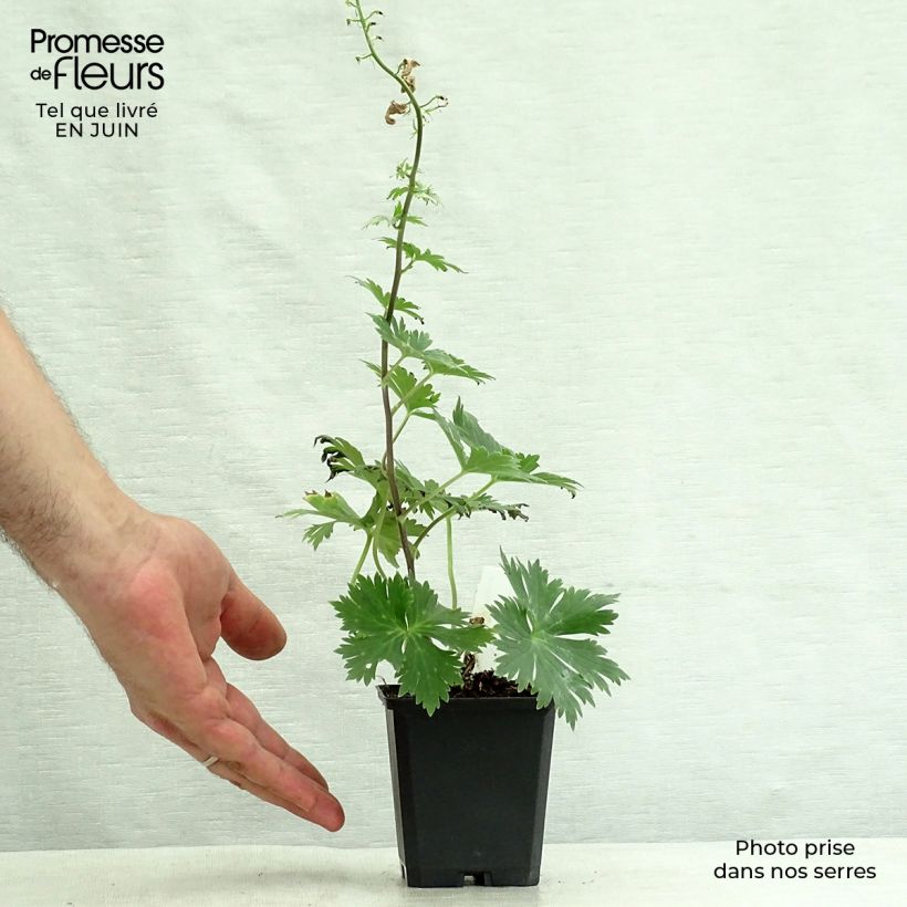 Amostra de Aconitum lamarckii Vaso de 8/9 cm tal como entregue no verão