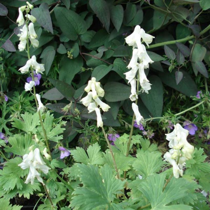 Aconitum septentrionale Ivorine (Hábito)
