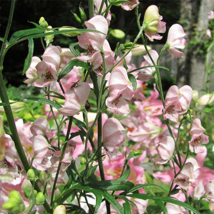 Aconitum Pink Sensation (Floração)