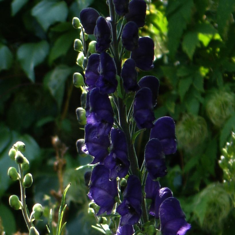 Aconitum henryi Spark's Variety (Floração)