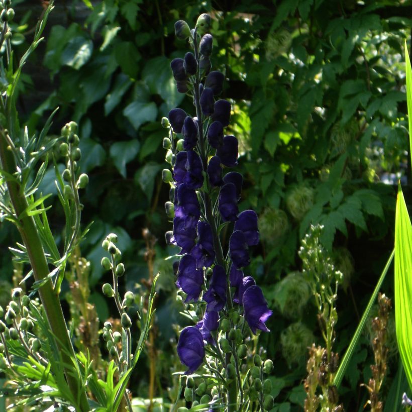 Aconitum henryi Spark's Variety (Hábito)