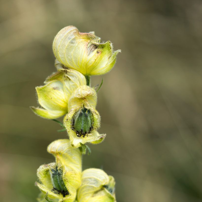 Aconitum anthora (Floração)