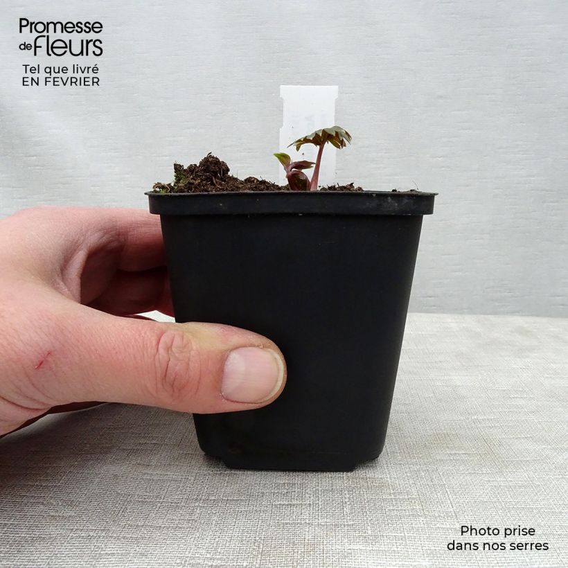 Amostra de Aconitum carmichaelii Cloudy Vaso de 8/9 cm tal como entregue no inverno