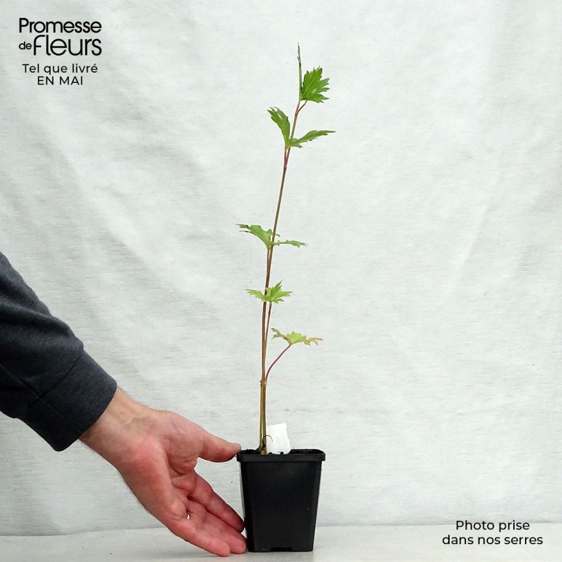 Amostra de Aconitum carmichaelii Cloudy Vaso de 8/9 cm tal como entregue na primavera