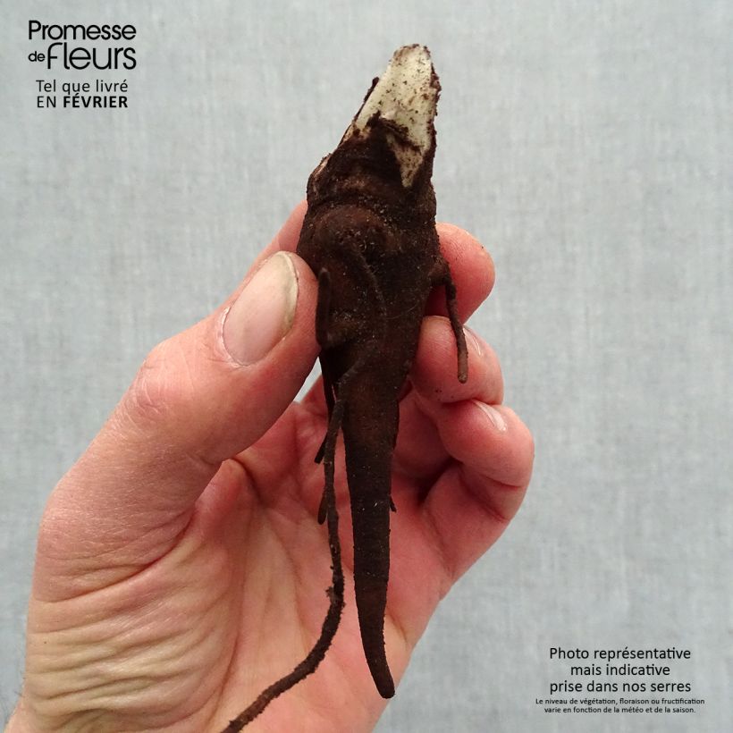 Amostra de Aconitum carmichaelii Royal Flush Petites Racines nues tal como entregue no inverno