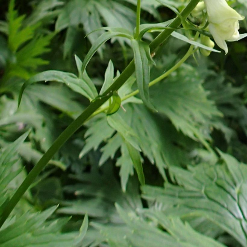 Aconitum lycoctonum subsp. neapolitanum (Folhagem)