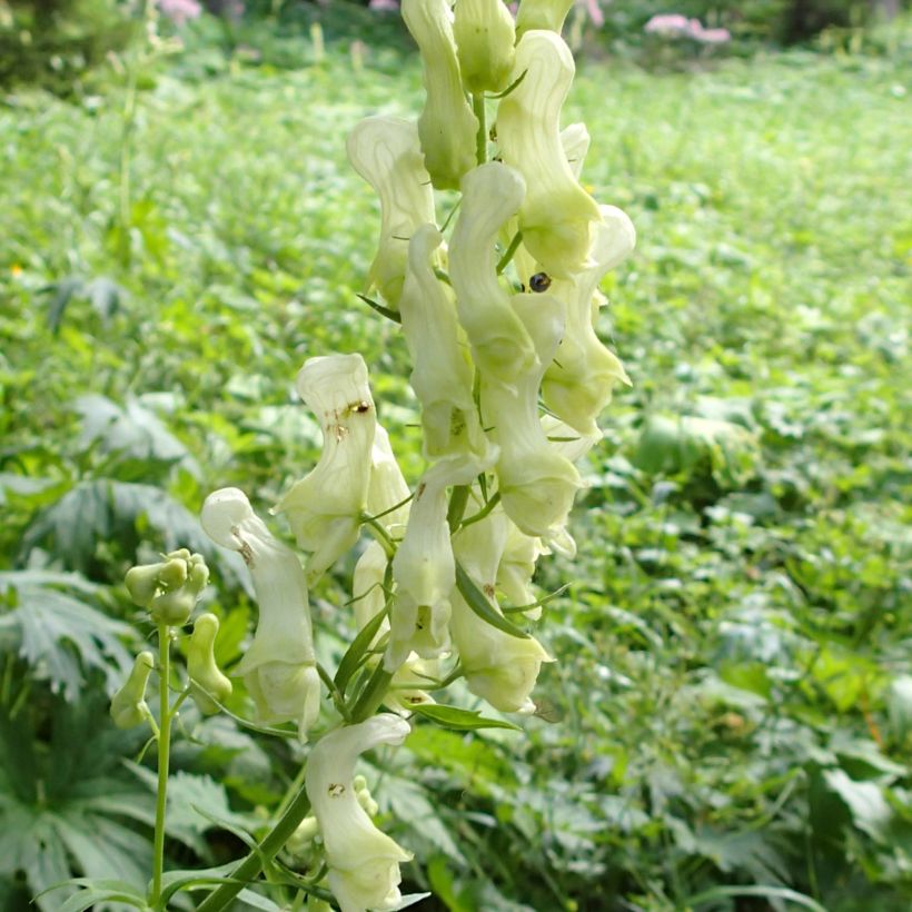 Aconitum lycoctonum subsp. neapolitanum (Floração)