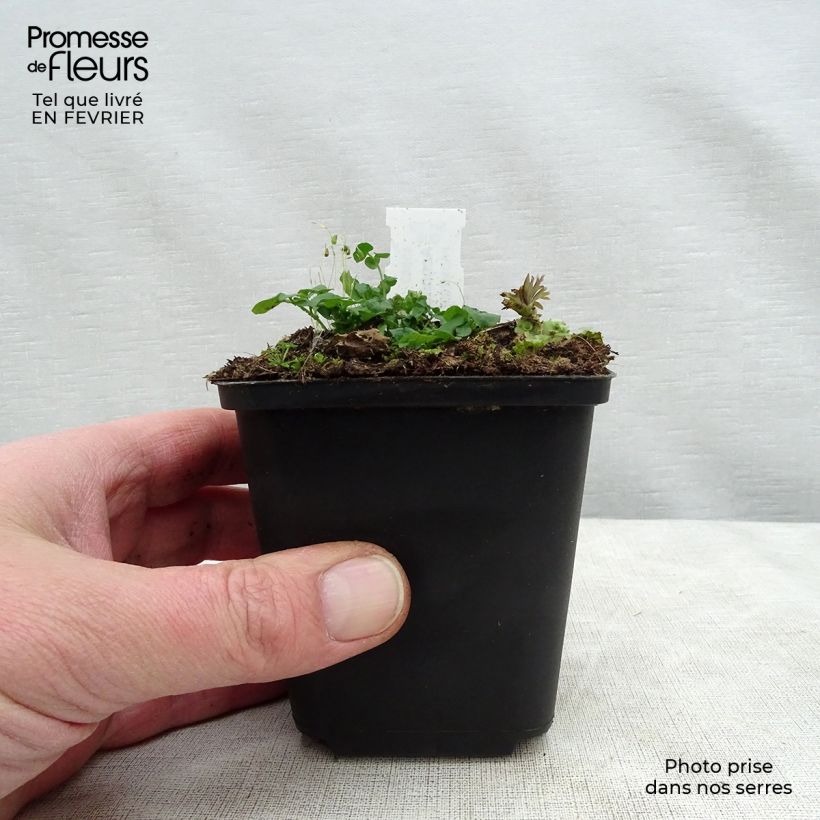 Amostra de Aconitum napellus Vaso de 8/9 cm tal como entregue no inverno