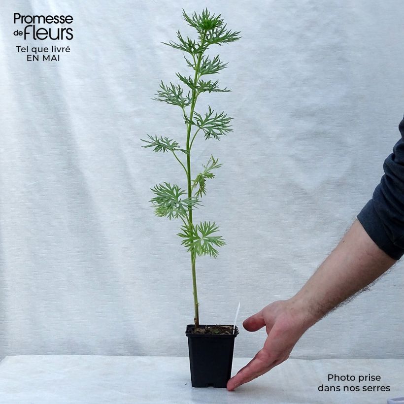 Amostra de Aconitum napellus Vaso de 8/9 cm tal como entregue na primavera