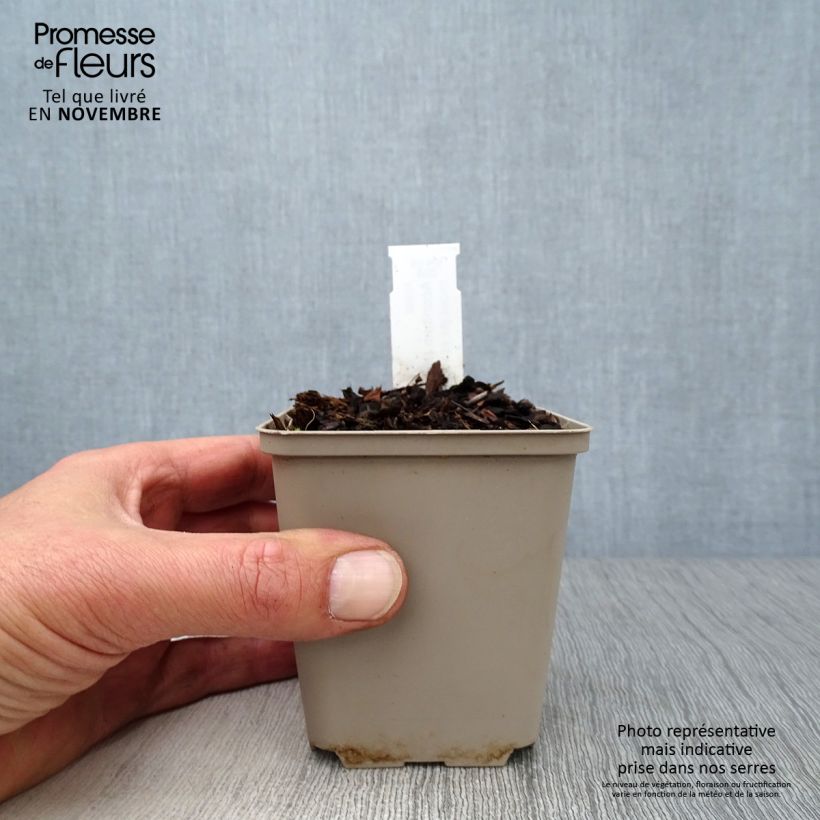 Amostra de Aconitum napellus Vaso de 8/9 cm tal como entregue no outono