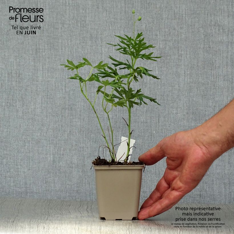 Amostra de Aconitum napellus Vaso de 8/9 cm tal como entregue no verão