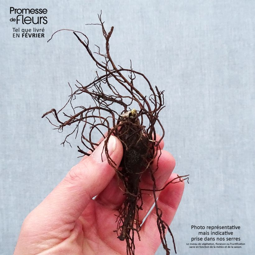 Amostra de Aconitum napellus Raízes nuas tal como entregue no inverno