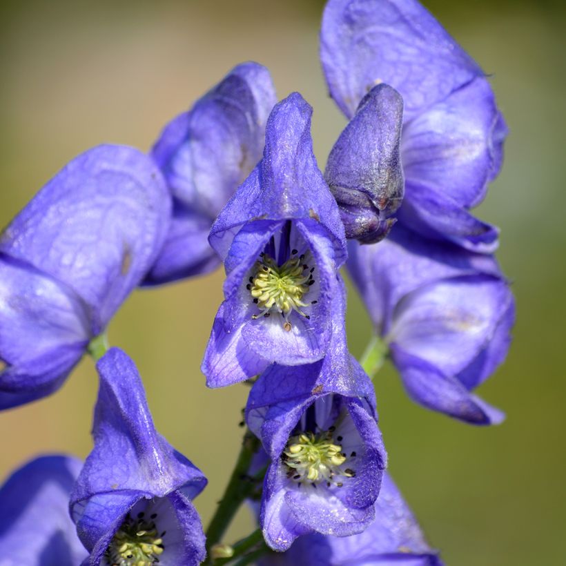 Aconitum napellus (Floração)