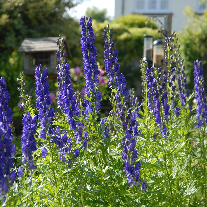 Aconitum napellus (Hábito)