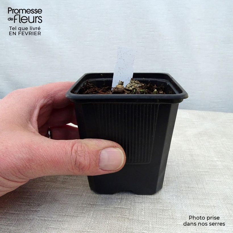 Amostra de Aconitum napellus ssp. vulgare - Aconit napel commune Godet de 8/9 cm tal como entregue no inverno