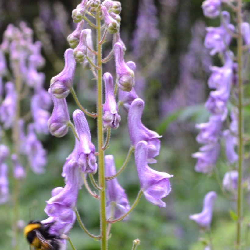 Aconitum scaposum (Floração)