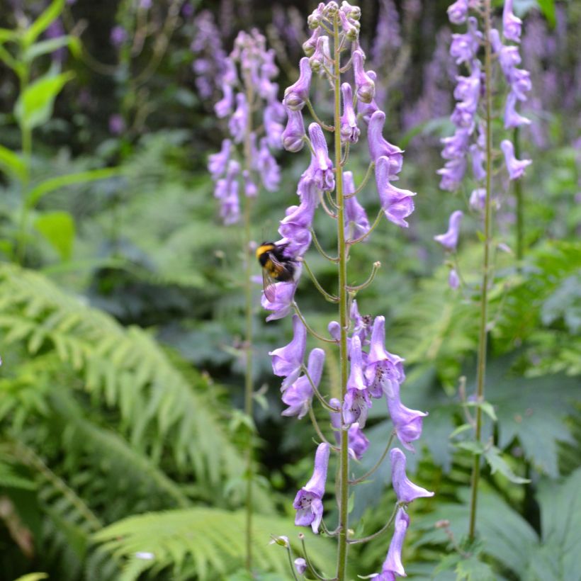 Aconitum scaposum (Hábito)