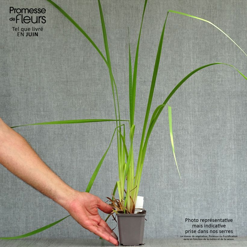 Amostra de Acorus calamus Vaso de 8/9 cm tal como entregue no verão