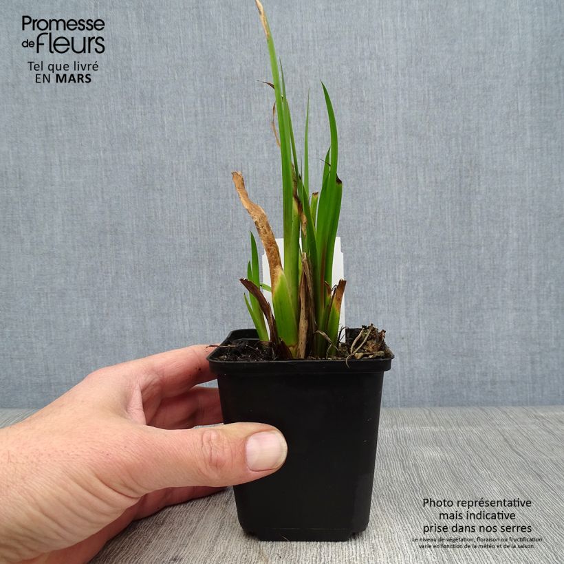 Amostra de Acorus calamus Vaso de 8/9 cm tal como entregue na primavera