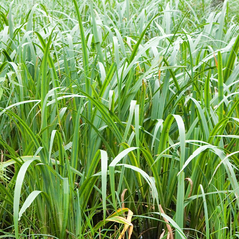 Acorus calamus (Folhagem)