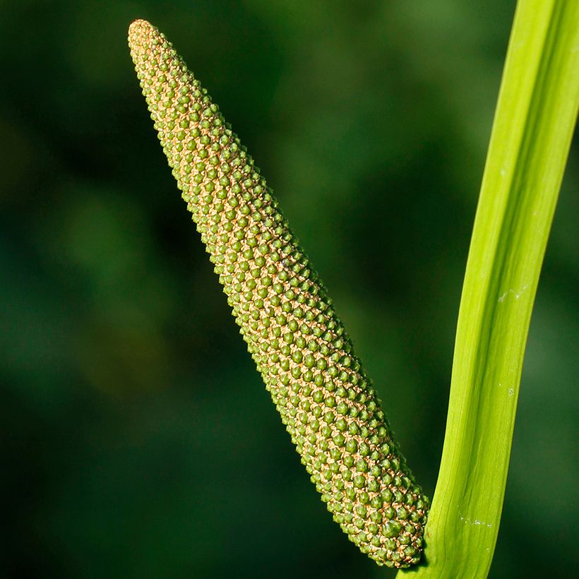 Acorus calamus (Floração)