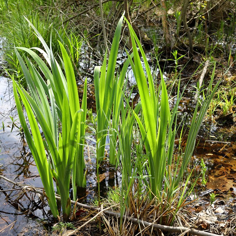 Acorus calamus (Hábito)