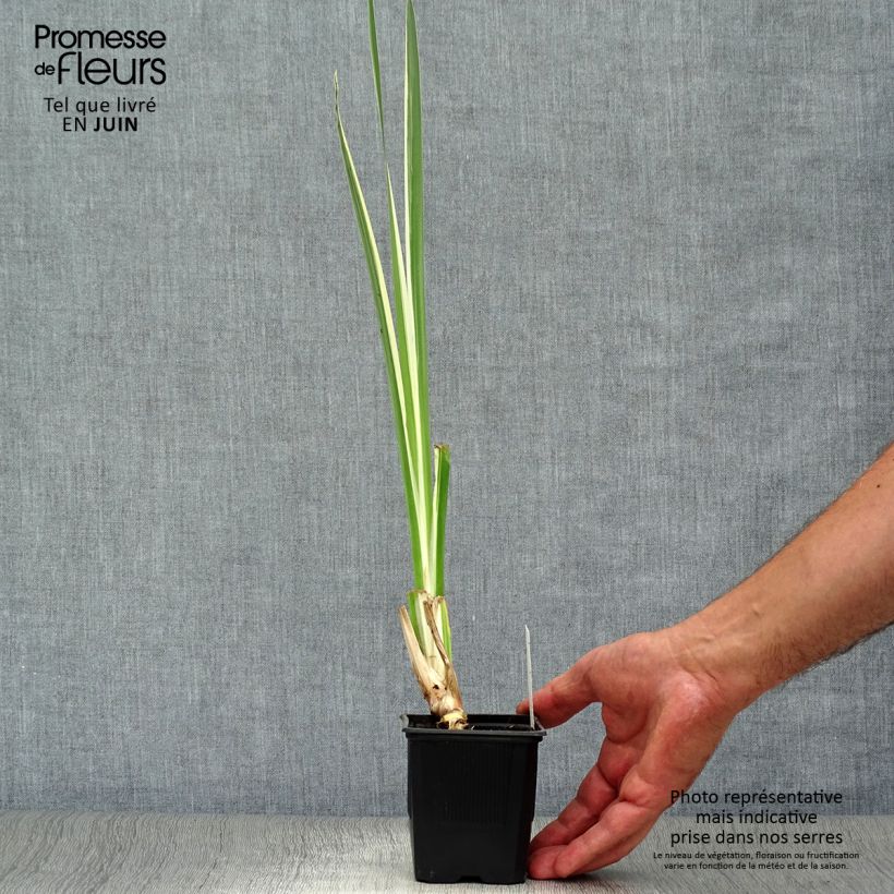 Amostra de Acorus calamus Variegatus Vaso de 8/9 cm tal como entregue no verão